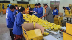 已获批准！柬埔寨芒果直接出口中国